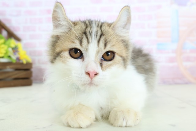 福岡県のキンカロー (Coo&RIKU黒崎店/2025年10月6日生まれ/男の子/ブラウンタビーホワイト)の子猫の1枚目の画像