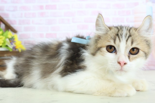 福岡県のキンカロー (Coo&RIKU黒崎店/2025年10月6日生まれ/男の子/ブラウンタビーホワイト)の子猫の2枚目の画像