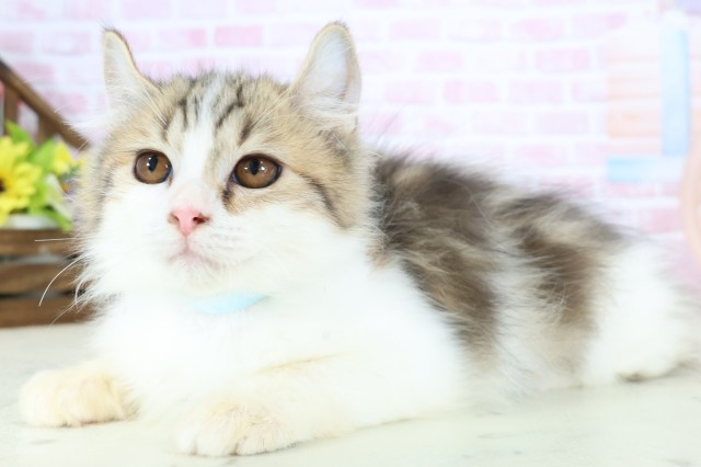 福岡県のキンカロー (Coo&RIKU黒崎店/2025年10月6日生まれ/男の子/ブラウンタビーホワイト)の子猫の3枚目の画像