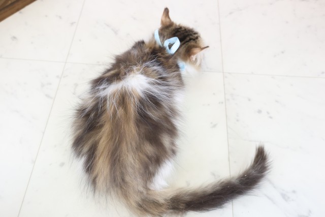 福岡県のキンカロー (Coo&RIKU黒崎店/2025年10月6日生まれ/男の子/ブラウンタビーホワイト)の子猫の4枚目の画像