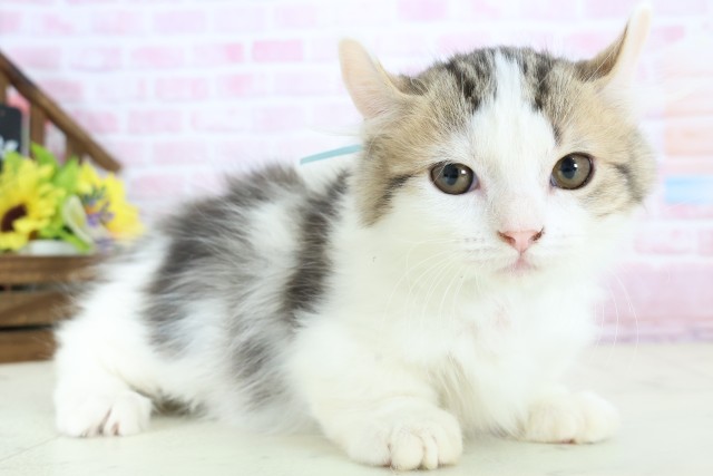 福岡県のキンカロー (Coo&RIKU福岡東店/2025年10月6日生まれ/男の子/ブラウンタビーホワイト)の子猫の2枚目の画像