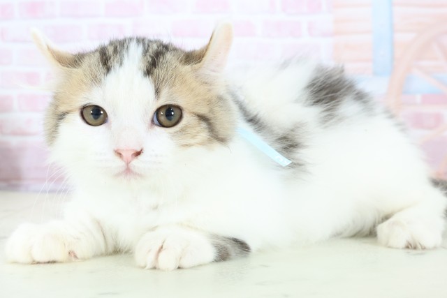 福岡県のキンカロー (Coo&RIKU福岡東店/2025年10月6日生まれ/男の子/ブラウンタビーホワイト)の子猫の3枚目の画像