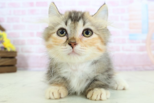 熊本県のキンカロー (Coo&RIKU熊本店/2025年10月6日生まれ/女の子/ブラウンパッチドタビーホワイト)の子猫の1枚目の画像