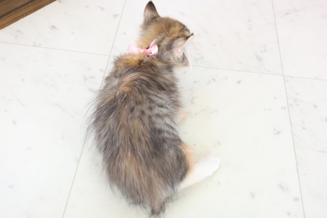 熊本県のキンカロー (Coo&RIKU熊本店/2025年10月6日生まれ/女の子/ブラウンパッチドタビーホワイト)の子猫の4枚目の画像