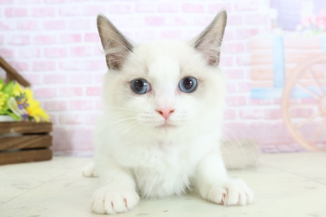 福岡県のラグドール (Coo&RIKU福岡東店/2025年10月15日生まれ/女の子/ブルーポイントバイカラー)の子猫の1枚目の画像