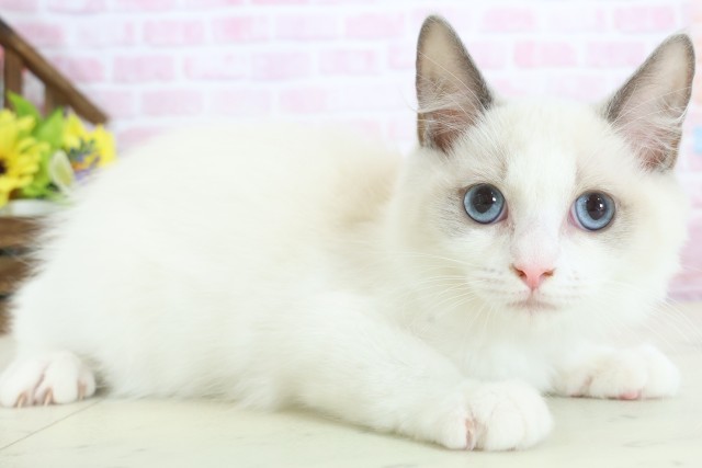 福岡県のラグドール (Coo&RIKU福岡東店/2025年10月15日生まれ/女の子/ブルーポイントバイカラー)の子猫の2枚目の画像