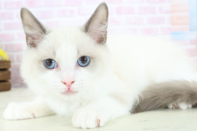 福岡県のラグドール (Coo&RIKU福岡東店/2025年10月15日生まれ/女の子/ブルーポイントバイカラー)の子猫の3枚目の画像