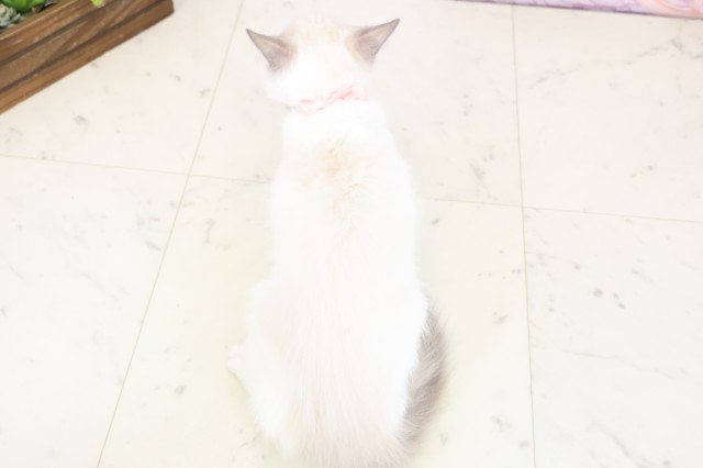 福岡県のラグドール (Coo&RIKU福岡東店/2025年10月15日生まれ/女の子/ブルーポイントバイカラー)の子猫の4枚目の画像