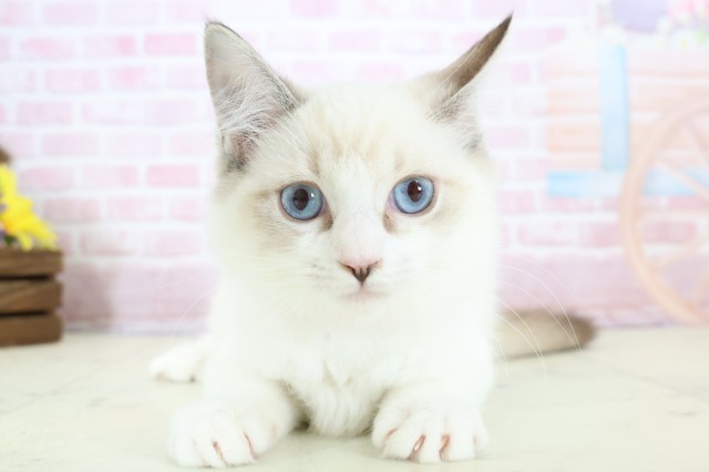 鹿児島県のラグドール (Coo&RIKU鹿児島店/2025年10月15日生まれ/女の子/シールリンクスポイントバイカラー)の子猫の1枚目の画像