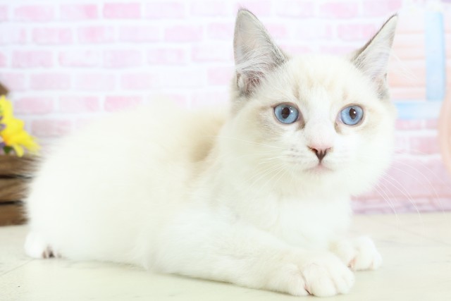 鹿児島県のラグドール (Coo&RIKU鹿児島店/2025年10月15日生まれ/女の子/シールリンクスポイントバイカラー)の子猫の2枚目の画像