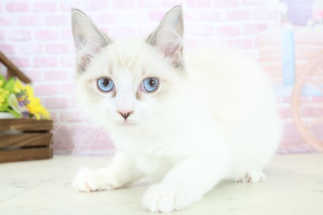 鹿児島県のラグドール (Coo&RIKU鹿児島店/2025年10月15日生まれ/女の子/シールリンクスポイントバイカラー)の子猫の3枚目の画像