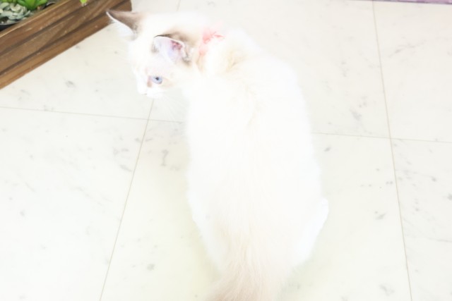 鹿児島県のラグドール (Coo&RIKU鹿児島店/2025年10月15日生まれ/女の子/シールリンクスポイントバイカラー)の子猫の4枚目の画像