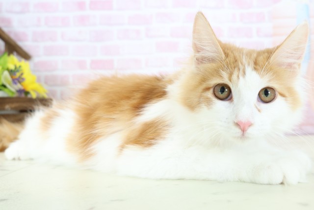 福岡県のメインクーン (Coo&RIKU福岡西店/2025年9月11日生まれ/女の子/レッドタビーホワイト)の子猫の2枚目の画像