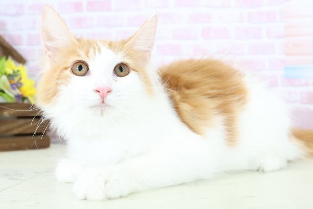 福岡県のメインクーン (Coo&RIKU福岡西店/2025年9月11日生まれ/女の子/レッドタビーホワイト)の子猫の3枚目の画像