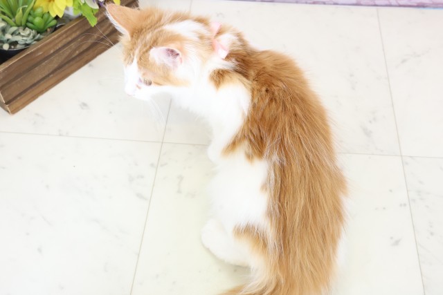 福岡県のメインクーン (Coo&RIKU福岡西店/2025年9月11日生まれ/女の子/レッドタビーホワイト)の子猫の4枚目の画像