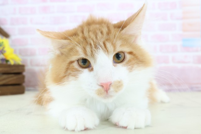 宮崎県のメインクーン (Coo&RIKU宮崎店/2025年9月11日生まれ/男の子/レッドタビーホワイト)の子猫の1枚目の画像