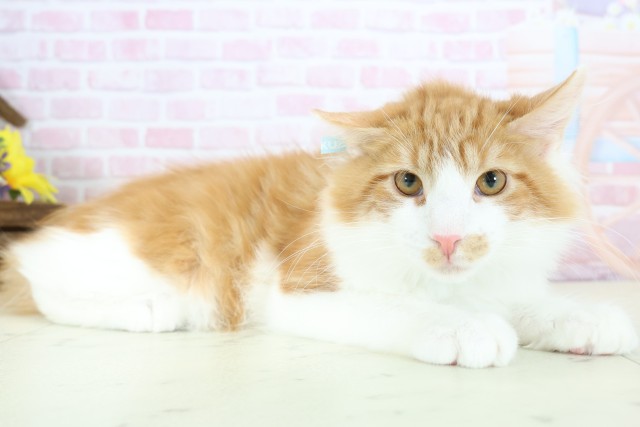 宮崎県のメインクーン (Coo&RIKU宮崎店/2025年9月11日生まれ/男の子/レッドタビーホワイト)の子猫の2枚目の画像