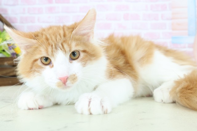 宮崎県のメインクーン (Coo&RIKU宮崎店/2025年9月11日生まれ/男の子/レッドタビーホワイト)の子猫の3枚目の画像