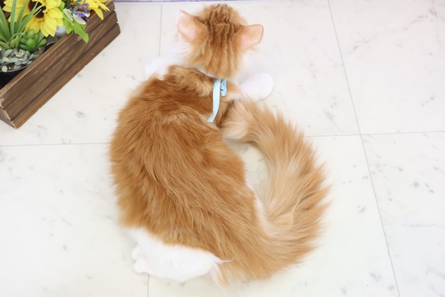 宮崎県のメインクーン (Coo&RIKU宮崎店/2025年9月11日生まれ/男の子/レッドタビーホワイト)の子猫の4枚目の画像