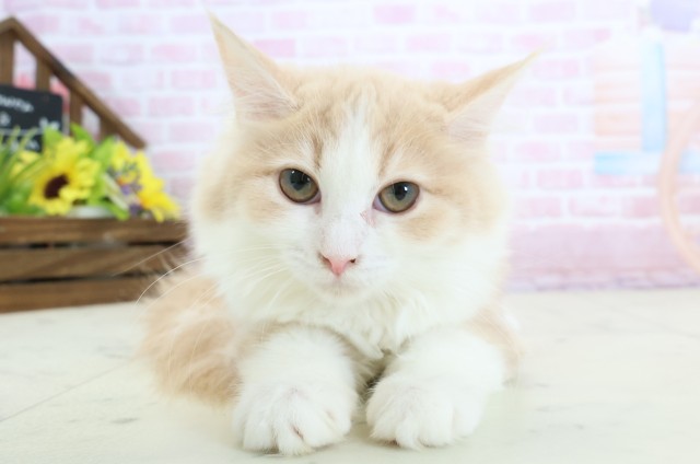 福岡県のミヌエット (Coo&RIKU筑後店/2025年9月15日生まれ/女の子/クリームタビーホワイト)の子猫の1枚目の画像