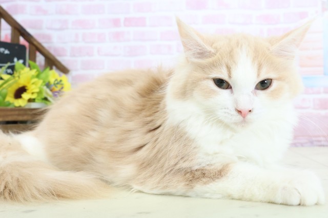 福岡県のミヌエット (Coo&RIKU筑後店/2025年9月15日生まれ/女の子/クリームタビーホワイト)の子猫の2枚目の画像