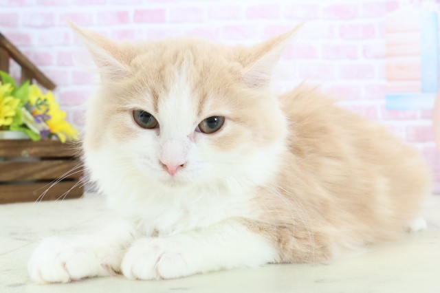 福岡県のミヌエット (Coo&RIKU筑後店/2025年9月15日生まれ/女の子/クリームタビーホワイト)の子猫の3枚目の画像