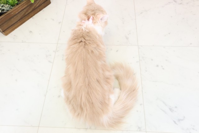 福岡県のミヌエット (Coo&RIKU筑後店/2025年9月15日生まれ/女の子/クリームタビーホワイト)の子猫の4枚目の画像