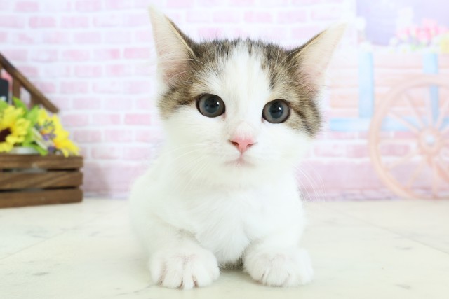 福岡県のサイベリアン (Coo&RIKU黒崎店/2025年10月12日生まれ/女の子/ブラウンタビーホワイト)の子猫の1枚目の画像