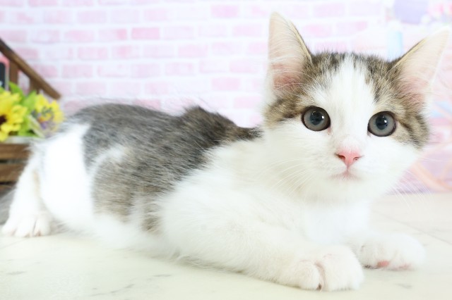 福岡県のサイベリアン (Coo&RIKU黒崎店/2025年10月12日生まれ/女の子/ブラウンタビーホワイト)の子猫の2枚目の画像