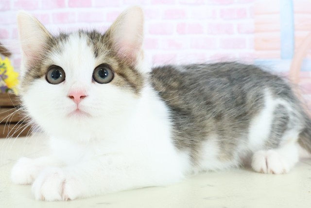 福岡県のサイベリアン (Coo&RIKU黒崎店/2025年10月12日生まれ/女の子/ブラウンタビーホワイト)の子猫の3枚目の画像