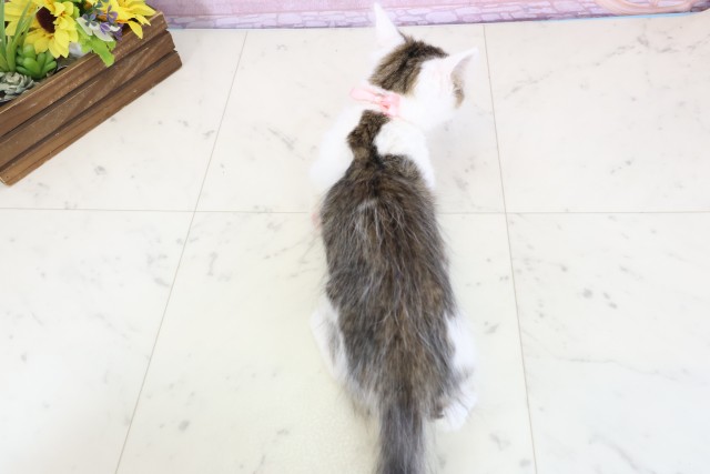 福岡県のサイベリアン (Coo&RIKU黒崎店/2025年10月12日生まれ/女の子/ブラウンタビーホワイト)の子猫の4枚目の画像