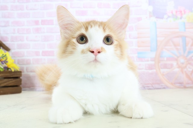 佐賀県のノルウェージャンフォレストキャット (Coo&RIKU佐賀神埼店/2025年9月10日生まれ/男の子/レッドタビーホワイト)の子猫の1枚目の画像