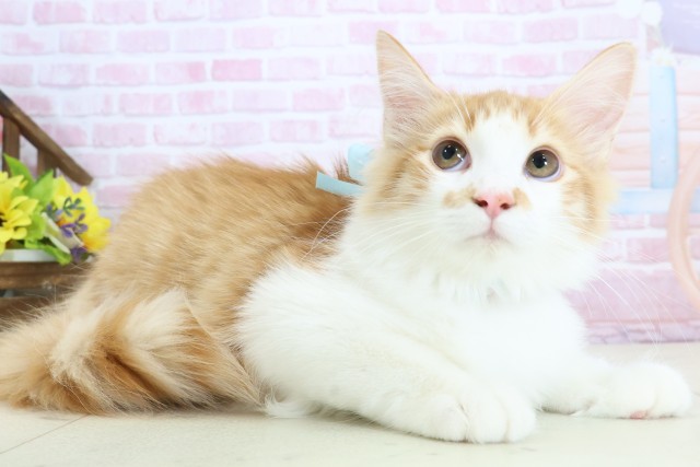 佐賀県のノルウェージャンフォレストキャット (Coo&RIKU佐賀神埼店/2025年9月10日生まれ/男の子/レッドタビーホワイト)の子猫の2枚目の画像