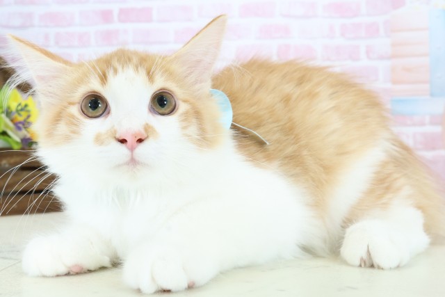 佐賀県のノルウェージャンフォレストキャット (Coo&RIKU佐賀神埼店/2025年9月10日生まれ/男の子/レッドタビーホワイト)の子猫の3枚目の画像