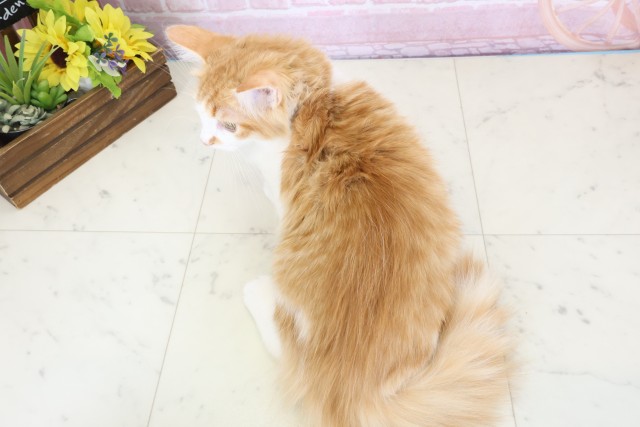 佐賀県のノルウェージャンフォレストキャット (Coo&RIKU佐賀神埼店/2025年9月10日生まれ/男の子/レッドタビーホワイト)の子猫の4枚目の画像