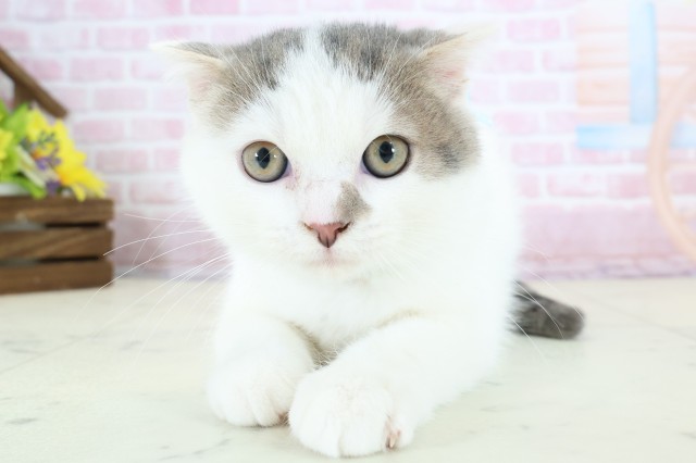 福岡県のスコティッシュフォールド (Coo&RIKU小倉店/2025年10月16日生まれ/男の子/ブルータビーホワイト)の子猫の1枚目の画像