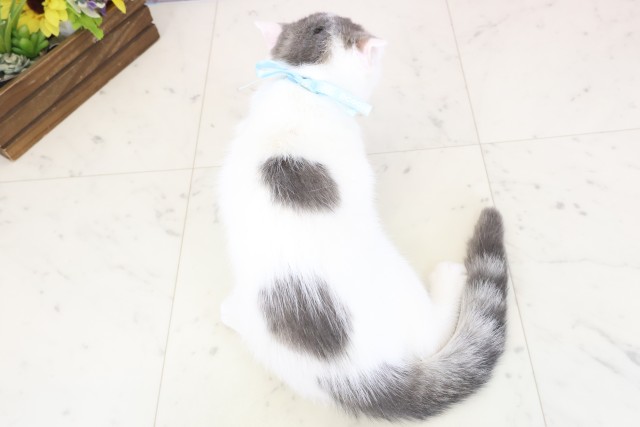 福岡県のスコティッシュフォールド (Coo&RIKU小倉店/2025年10月16日生まれ/男の子/ブルータビーホワイト)の子猫の4枚目の画像