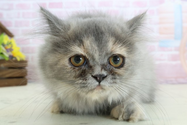 熊本県のミヌエット (Coo&RIKU熊本店/2025年10月13日生まれ/女の子/ブルーパッチドタビー)の子猫の1枚目の画像