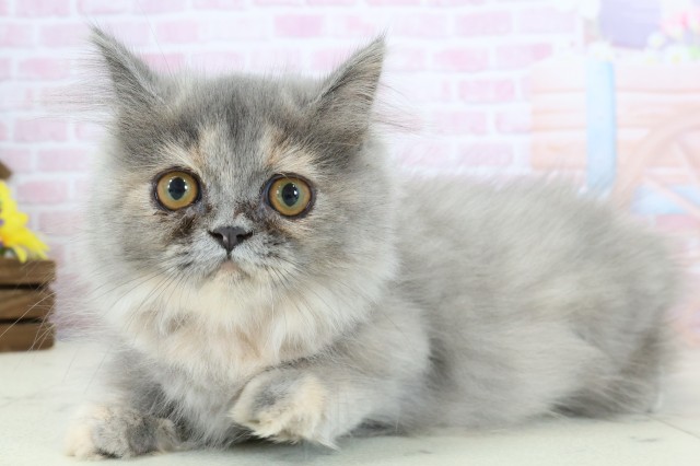 熊本県のミヌエット (Coo&RIKU熊本店/2025年10月13日生まれ/女の子/ブルーパッチドタビー)の子猫の3枚目の画像