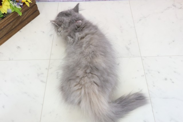 熊本県のミヌエット (Coo&RIKU熊本店/2025年10月13日生まれ/女の子/ブルーパッチドタビー)の子猫の4枚目の画像