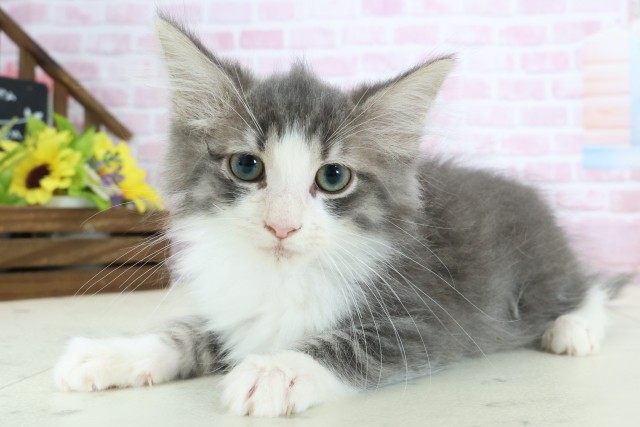 福岡県のノルウェージャンフォレストキャット (Coo&RIKUゆめタウン飯塚店/2025年11月3日生まれ/男の子/ブルータビーホワイト)の子猫の3枚目の画像