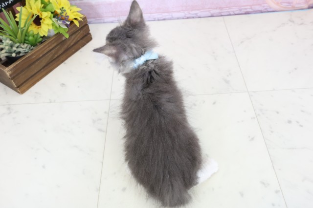 福岡県のノルウェージャンフォレストキャット (Coo&RIKUゆめタウン飯塚店/2025年11月3日生まれ/男の子/ブルータビーホワイト)の子猫の4枚目の画像