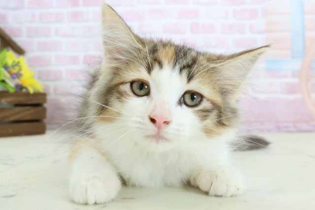 ノルウェージャン・フォレストキャット