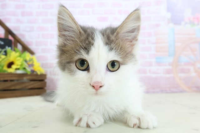 ノルウェージャン・フォレストキャット