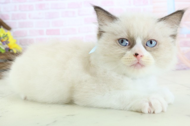 福岡県のラグドール (Coo&RIKU福岡西店/2025年11月28日生まれ/男の子/シールポイントバイカラー)の子猫の2枚目の画像