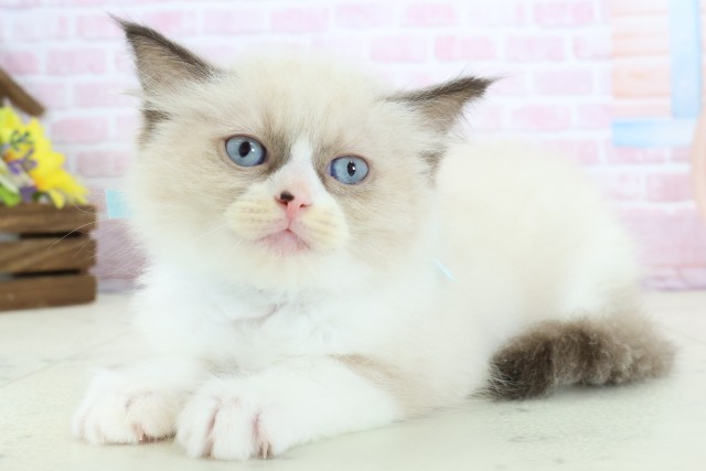 福岡県のラグドール (Coo&RIKU福岡西店/2025年11月28日生まれ/男の子/シールポイントバイカラー)の子猫の3枚目の画像