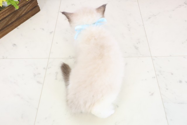 福岡県のラグドール (Coo&RIKU福岡西店/2025年11月28日生まれ/男の子/シールポイントバイカラー)の子猫の4枚目の画像