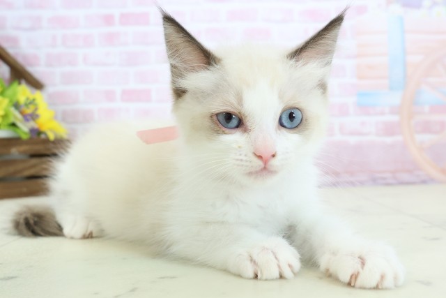 熊本県のラグドール (Coo&RIKU熊本店/2025年11月28日生まれ/女の子/シールポイントバイカラー)の子猫の2枚目の画像