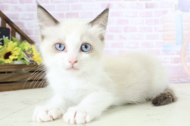 熊本県のラグドール (Coo&RIKU熊本店/2025年11月28日生まれ/女の子/シールポイントバイカラー)の子猫の3枚目の画像