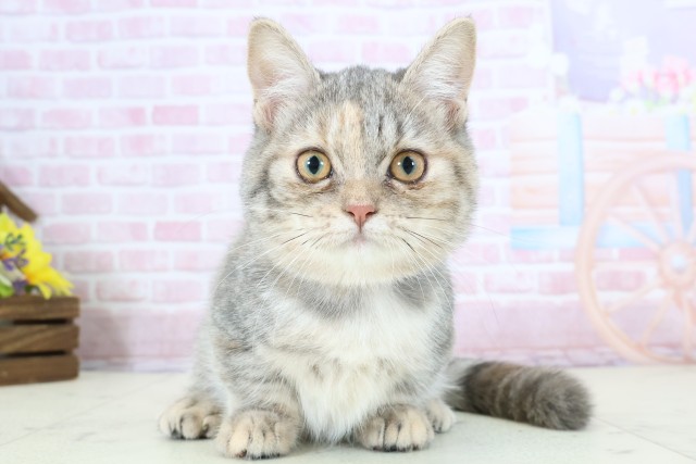 大分県のミヌエット (Coo&RIKU大分店/2025年10月1日生まれ/女の子/ブルーパッチドタビー)の子猫の1枚目の画像